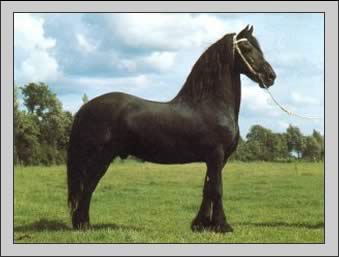 Die Bonanza-Pferde 5210