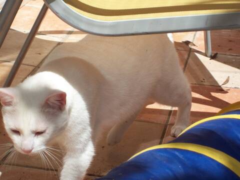Chantilly Magnifique Chat Blanc Page 5 Chantilly Magnifique Chat Blanc Page 5