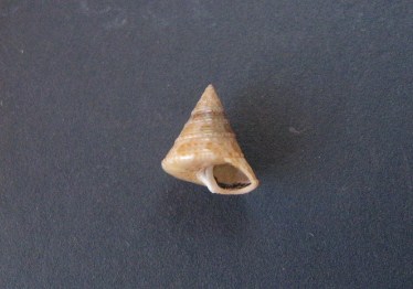 calliostoma -  Calliostoma (Swainson, 1840) - Européens 0134_c10