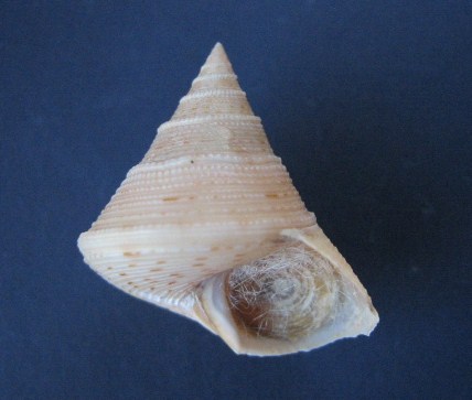 calliostoma -  Calliostoma (Swainson, 1840) - Européens 0506_c10