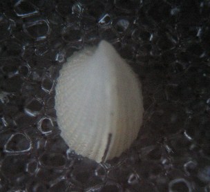 Emarginulinae Emarginula tenera - Locard, 1892 1531_e10