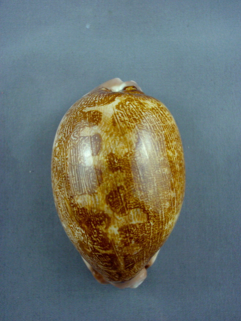 Leporicypraea rosea aliwalensis - Lorenz, 2002 P1140017