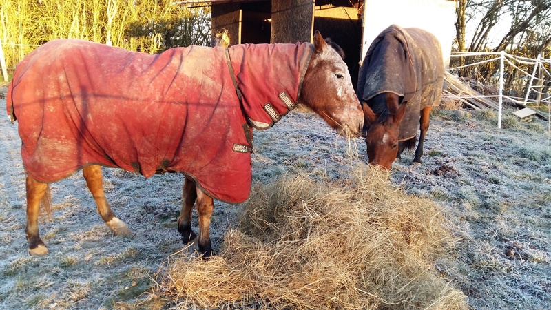 INDIANA - OI type poney née en 1994 - adoptée en juillet 2016 par Adeline 20161211