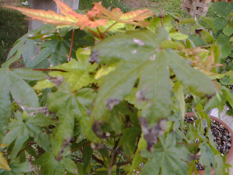 Please help identify a "persistant" leaf problem: mineral, roots, fungus? - Page 2 Pict0012