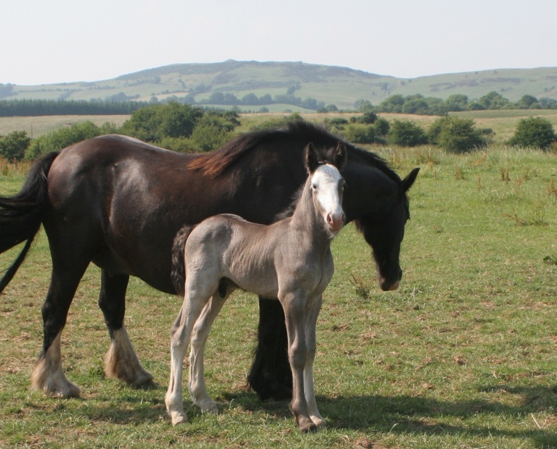 Les poulains/pouliches de Cairnview Danny_11