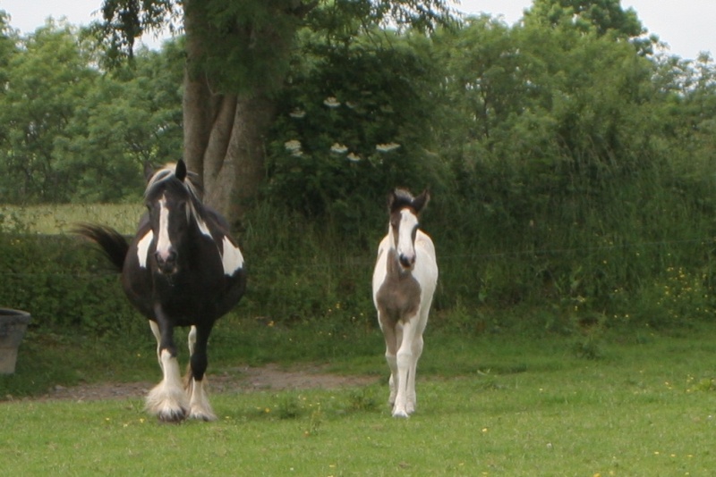 Les poulains/pouliches de Cairnview Dondam10