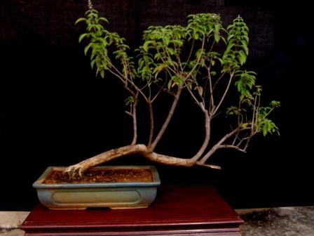 Rare species of bonsai Buddle10