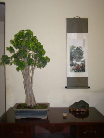 Bonsai for Interior Decoration Home10