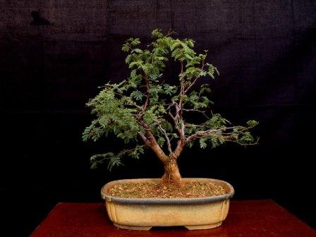 Rare species of bonsai Prosop10