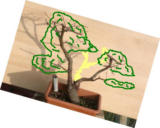 elm yamadori Yamado10