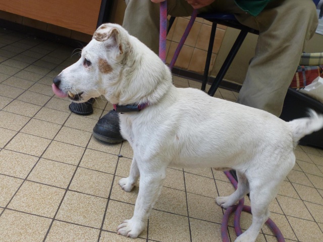 box 22 jack russel blanc mâle 8 ans 08210