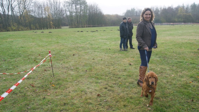 LEYLI (ex Darla, ex Lady) cocker femelle 8 ans de Béthune - asso 1 truffe & des pattes (56) 15167510