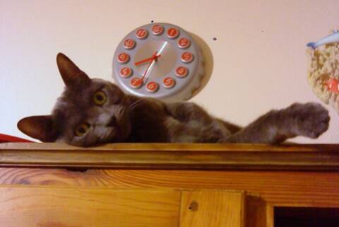 Vitamine Chaton Croise Chartreux Page 1