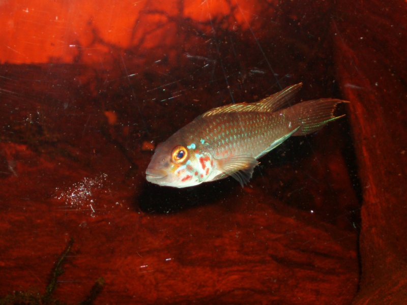 Apistogramma sp.kelleri F1 P1010139