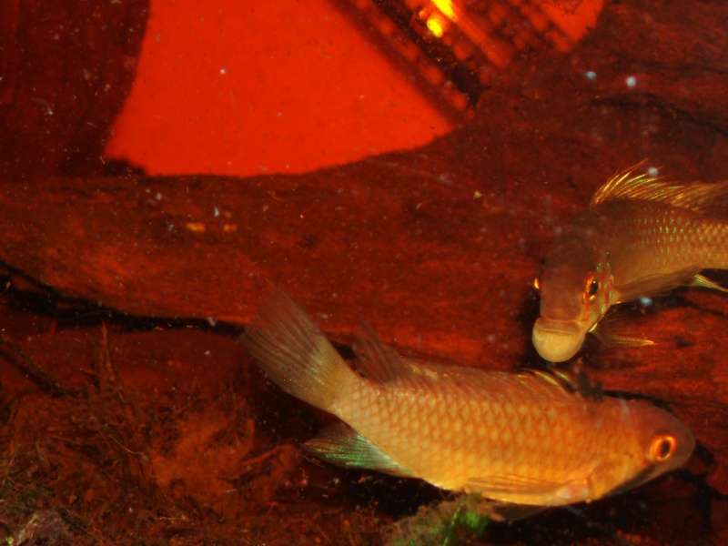 Apistogramma sp.kelleri F1 P1010144