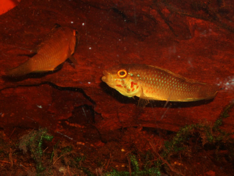 Apistogramma sp.kelleri F1 P1010145