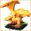 Chanterelle * Champ_13