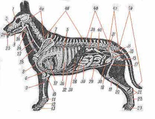 Строение и функции организма собаки 41c17410
