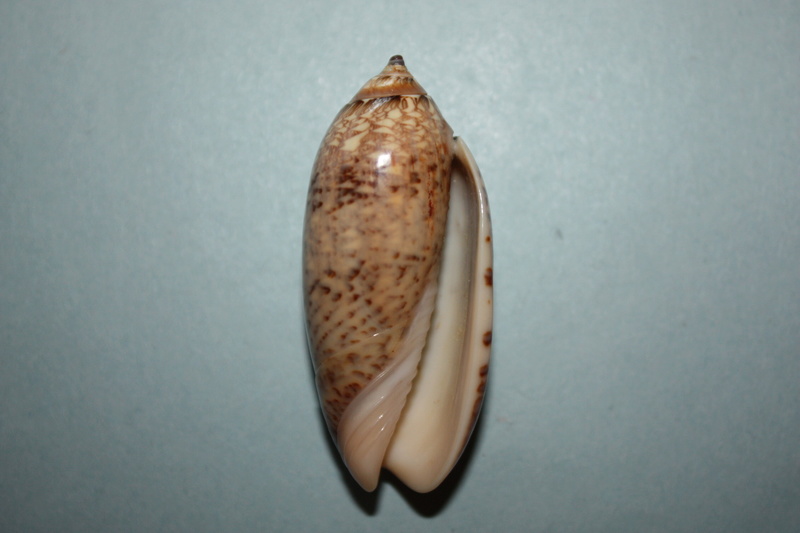 Americoliva bewleyi Marrat, 1870 - Worms = Oliva bewleyi Marrat, 1870 13_ame10