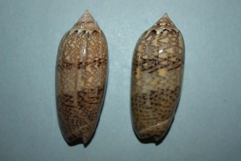 Americoliva circinata circinata (Marrat, 1871) - Worms = Oliva circinata circinata Marrat, 1871 17_ame10