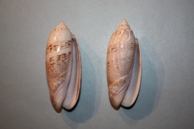 Americoliva sayana sarasotaensis (Petuch & Sargent, 1986)  - Worms = Americoliva sayana (Ravenel, 1834) 24-ame10
