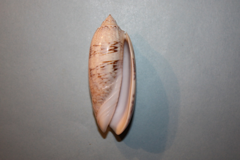 Americoliva sayana sarasotaensis (Petuch & Sargent, 1986)  - Worms = Americoliva sayana (Ravenel, 1834) 25-ame10