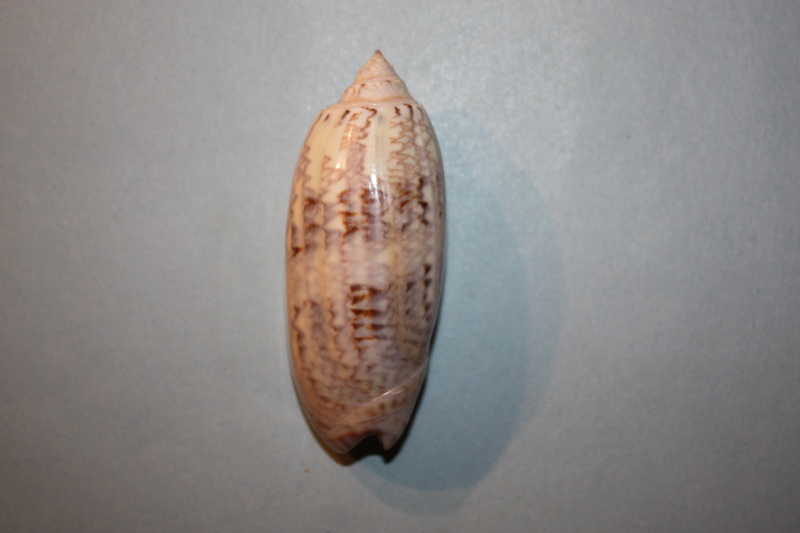 Americoliva sayana sarasotaensis (Petuch & Sargent, 1986)  - Worms = Americoliva sayana (Ravenel, 1834) 26-ame10