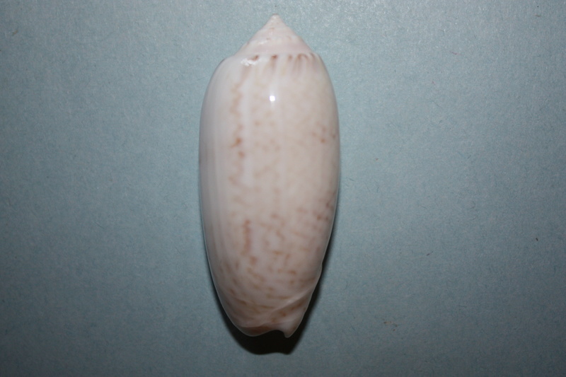 Americoliva bollingi jenseni (Petuch & Sargent, 1986)  - Worms = OLiva nivosa bollingi (Clench, 1934) 4-amer10