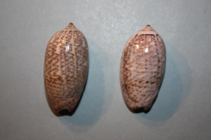 Americoliva tisiphona (Duclos, 1844) 41-ame10