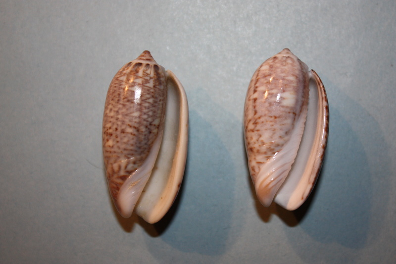 Americoliva tisiphona (Duclos, 1844) 42-ame10
