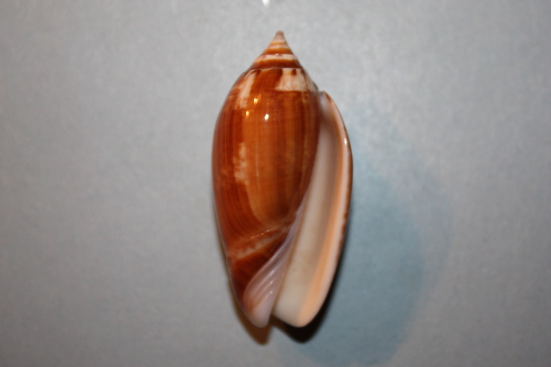 Americoliva tisiphona (Duclos, 1844) 45-ame10