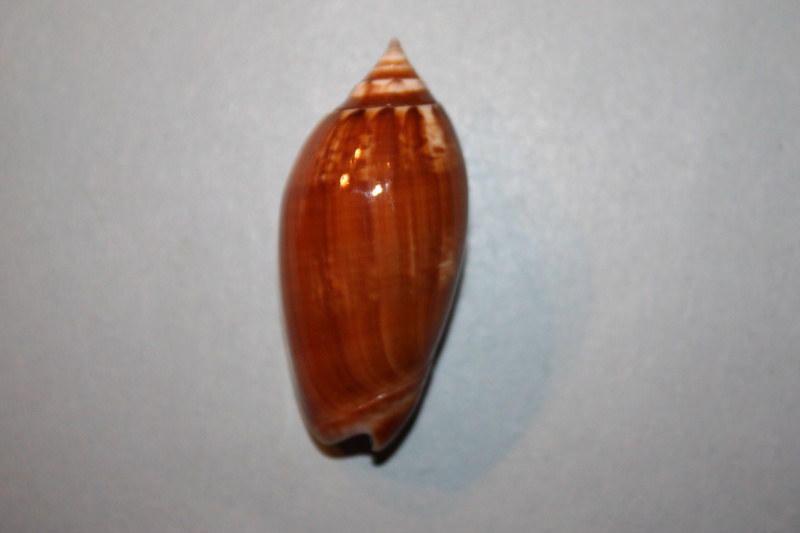 Americoliva tisiphona (Duclos, 1844) 46-ame10