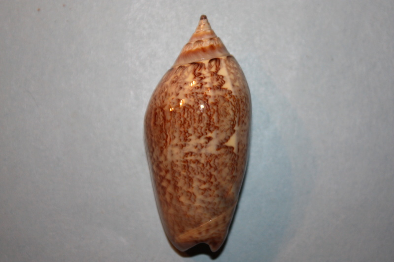 Americoliva tisiphona (Duclos, 1844) 47-ame10