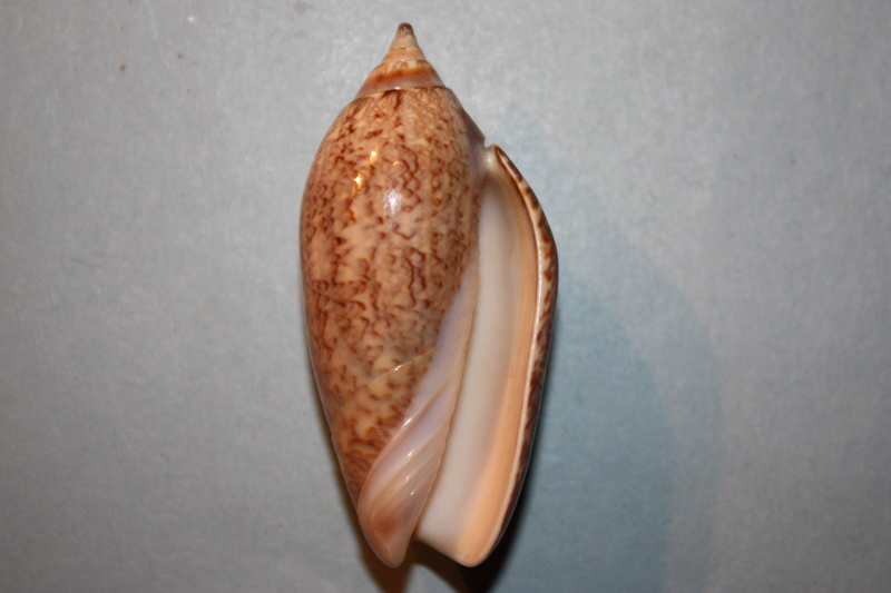 Americoliva tisiphona (Duclos, 1844) 48-ame10