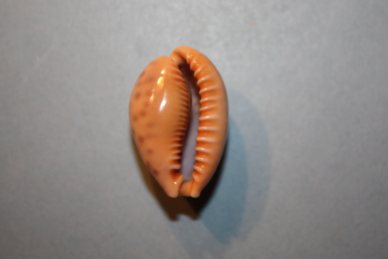 Ovatipsa coloba somaliana (Lorenz, 1989) Img_6719