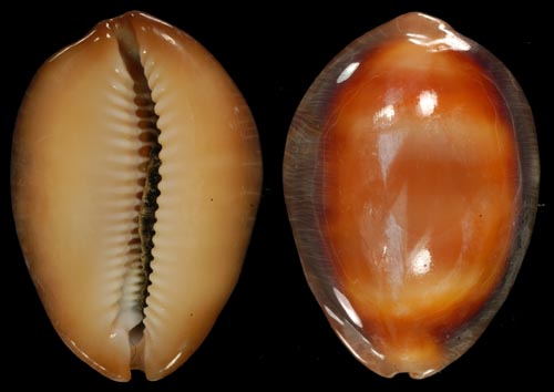 Lyncina ventriculus johnclarki C. P. Meyer & Lorenz, 2017 Ventri10