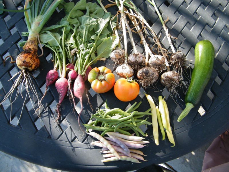 Todays Harvest...yes... I'm showing off Garden10