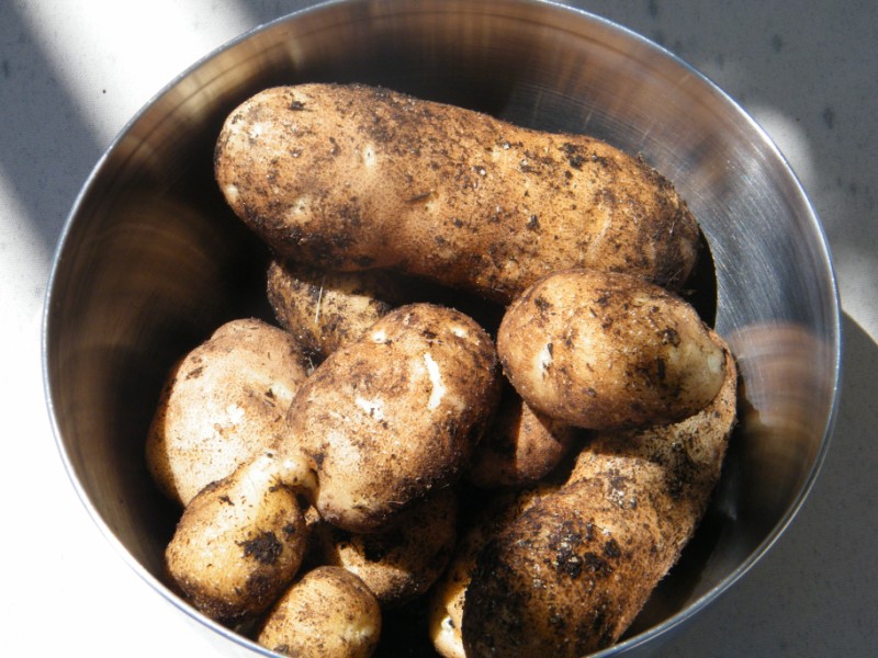 Potato harvest and some thievery Potato11