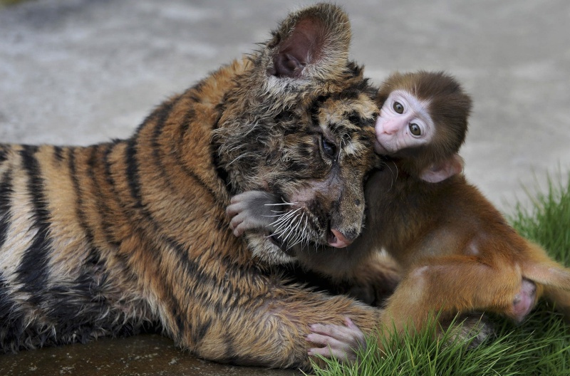 Un peu de tendresse dans ce monde de brutes ! - Page 7 31005-10