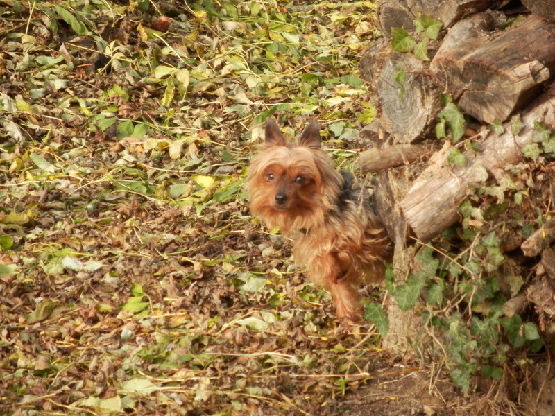  HELIOT, yorkshire, 4ans - M Pb192011