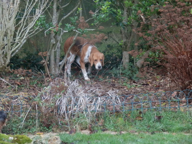 ALIENOR, croisée beagle pointer, 4 ans, femelle - Page 2 Pc092012