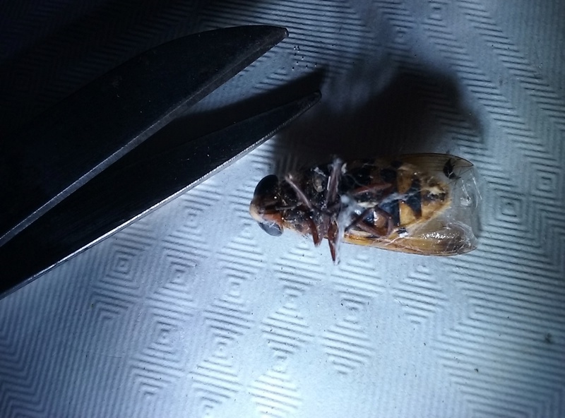 Trouvé un nid 20161124