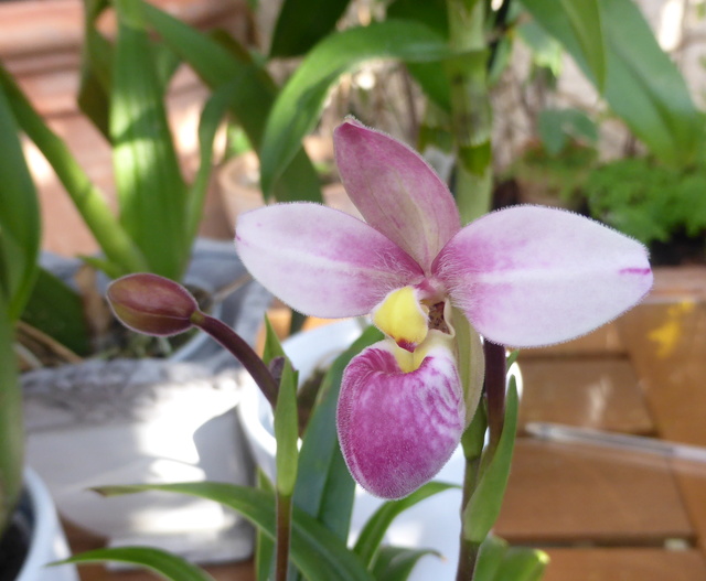 orchidées - floraisons du moment 2017 18-01-13