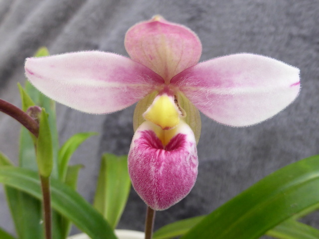 orchidées - floraisons du moment 2017 18-01-14