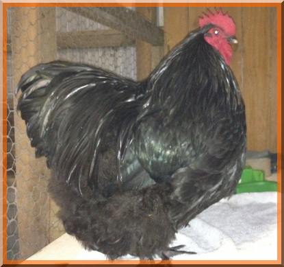 une poule noire nommée Orpington Coq10