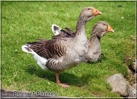 l'oie de Toulouse Goose110