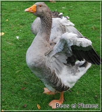 l'oie de Toulouse Goose210