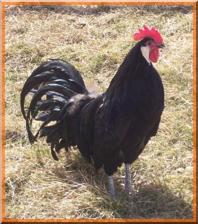 une poule noire nommée Orpington Minorc10