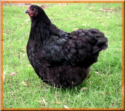 une poule noire nommée Orpington Poule10