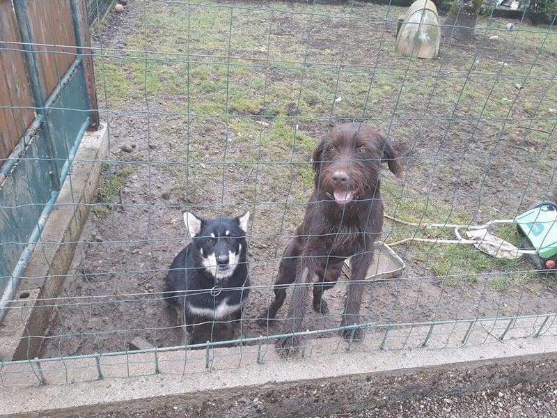 OXOo, mâle type griffon korthal 1 an 1/2, 30 kg - asso Sos Décharge, Corse du sud - en FA pr asso les vagabonds du 52 Oxo010